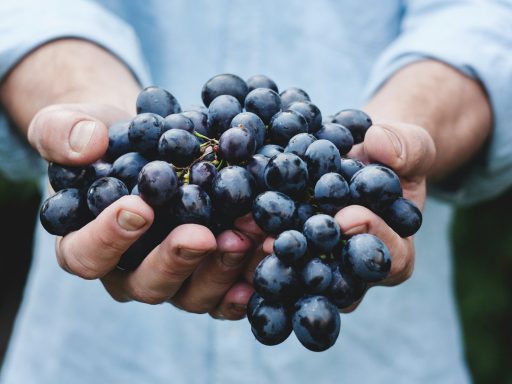 person holding grapes