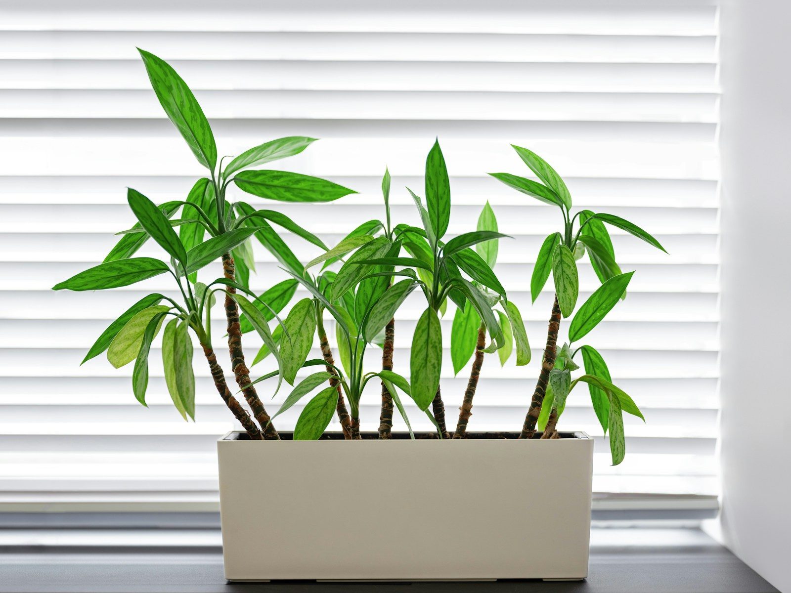 Green plant in a white pot by a window.